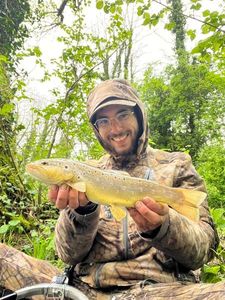 Brown Trout