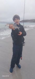 European Bass (Seabass)