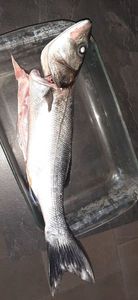 European Bass (Seabass)