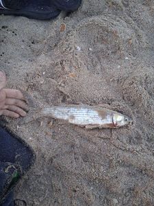 Thicklip Grey Mullet
