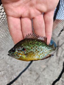 Green Sunfish