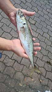 Atlantic Horse Mackerel