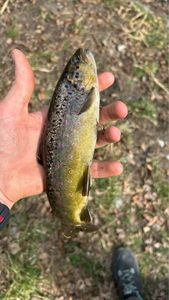 Brown Trout