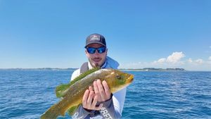 Ballan Wrasse