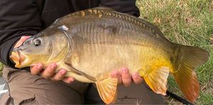 Mirror Carp