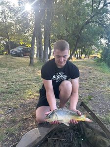 Mirror Carp