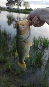 Largemouth Bass