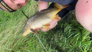 Common Carp