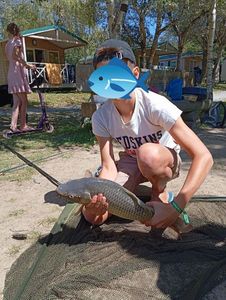 Common Carp