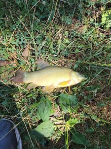 Tench