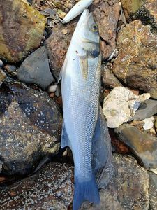 European Bass (Seabass)