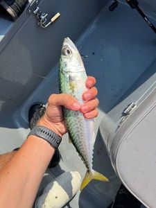 Mackerel