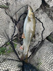 Barbel