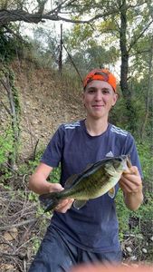 Largemouth Bass