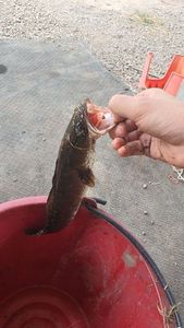 Snakehead