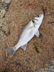 European Bass (Seabass)
