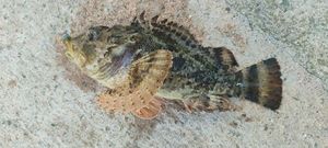Brown Scorpionfish