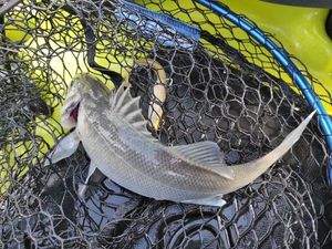 European Bass (Seabass)