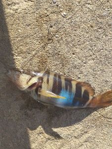 Spotted Parrotperch
