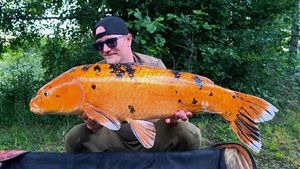 Koï Fish