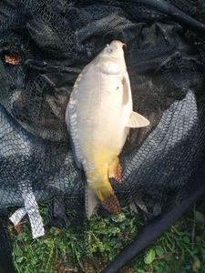 Mirror Carp