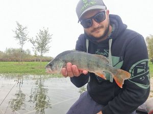 European Perch