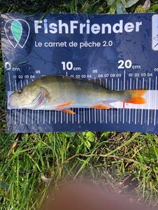 European Perch