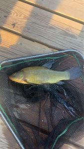Tench
