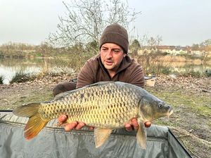 Common Carp