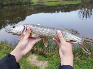 Northern Pike