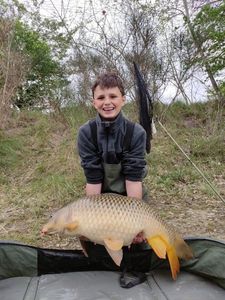 Common Carp
