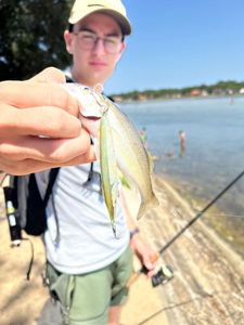 White Bass