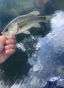Largemouth Bass