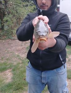 Common Carp