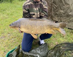 Common Carp