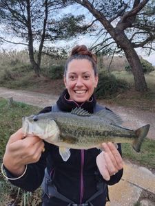 Largemouth Bass