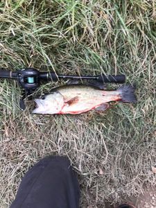 Smallmouth Bass