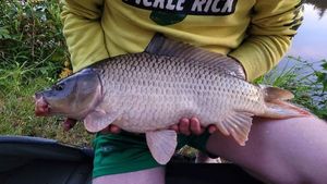 Common Carp