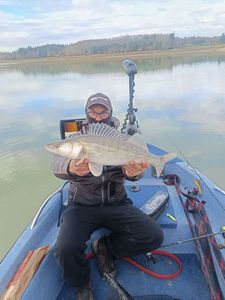 Zander