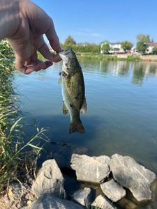 Smallmouth Bass