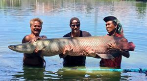Arapaima