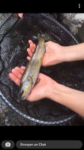 Brown Trout