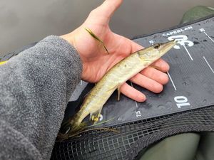 Northern Pike
