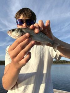 White Perch