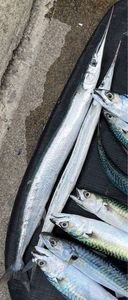 Garfish