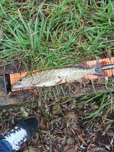 Northern Pike