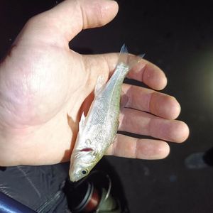 European Bass (Seabass)