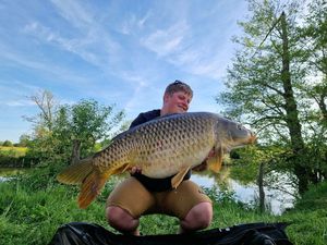 Common Carp