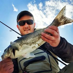 European Bass (Seabass)