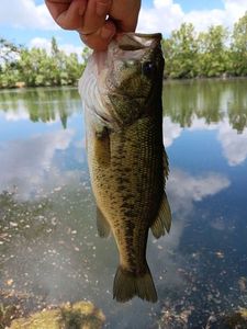 Largemouth Bass